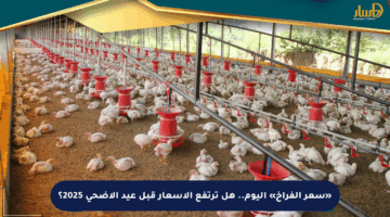 «سعر الفراخ» اليوم.. هل ترتفع الأسعار قبل عيد الأضحى 2025؟